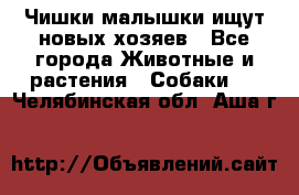   Чишки-малышки ищут новых хозяев - Все города Животные и растения » Собаки   . Челябинская обл.,Аша г.